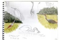 Ardea purpurea