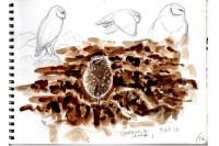 Athene noctua