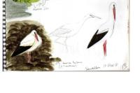 Ciconia ciconia