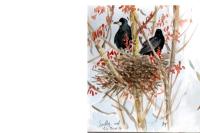 Corvus frugilegus