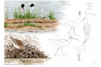 Numenius phaeopus