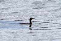 Phalacrocorax carbo