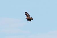 Buteo buteo