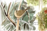 Phylloscopus collybita