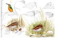 Lymnocryptes minimus