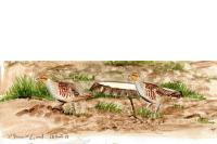 Perdix perdix