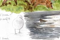 Calidris temminckii