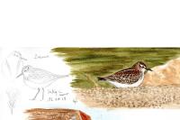 Calidris minuta