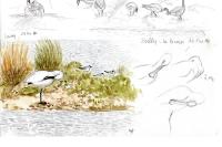 Platalea leucorodia