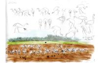 Grus grus