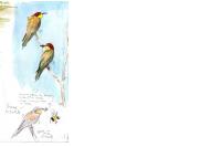 Merops apiaster