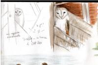 Tyto alba