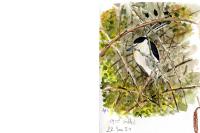 Nycticorax nycticorax