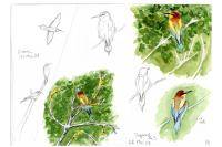 Merops apiaster