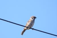 Passer montanus
