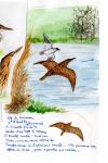 Botaurus stellaris