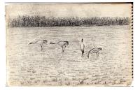 Grus grus