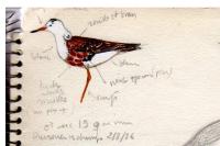 Calidris pugnax