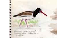 Haematopus ostralegus