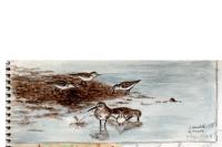 Calidris minuta