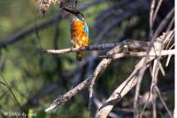 Alcedo atthis