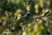Alcedo atthis