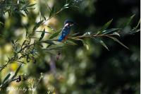 Alcedo atthis