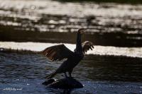 Phalacrocorax carbo