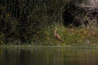 Ardea purpurea