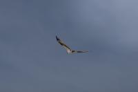 Pandion haliaetus