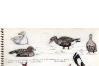 Anser albifrons