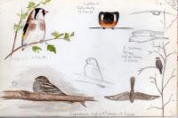 Caprimulgus europaeus