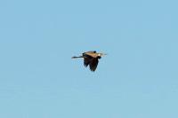 Ardea cinerea