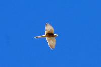 Falco tinnunculus