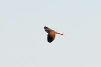 Falco tinnunculus