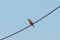 Buteo buteo