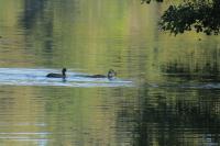 Podiceps cristatus