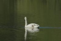 Cygnus olor