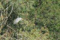 Ardea cinerea