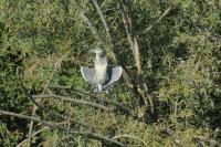 Ardea cinerea