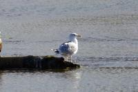 Larus michahellis