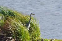 Ardea cinerea