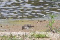 Calidris alpina