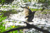 Picus viridis