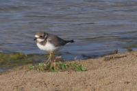 Charadrius hiaticula