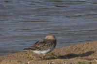 Calidris alpina
