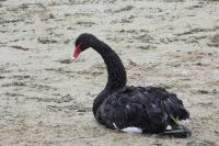 Cygnus atratus