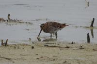 Gallinago gallinago