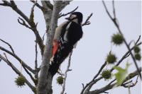 Dendrocopos major