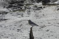 Motacilla alba alba